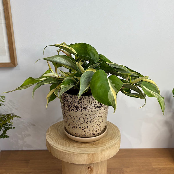 Philodendron Rio in Medium Gerti Speckle Pot Cookies and Cream