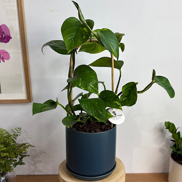 Epipremnum Aureum Devil's Ivy in Large Oslo Pot Navy