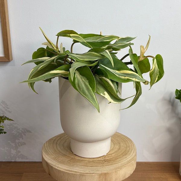 Philodendron Rio in Small Comet Planter Oatmeal