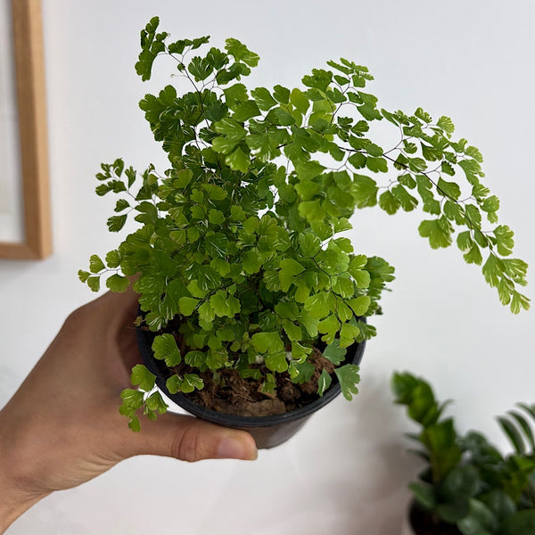 Adiantum Variegatum Maidenhair Fern 100mm