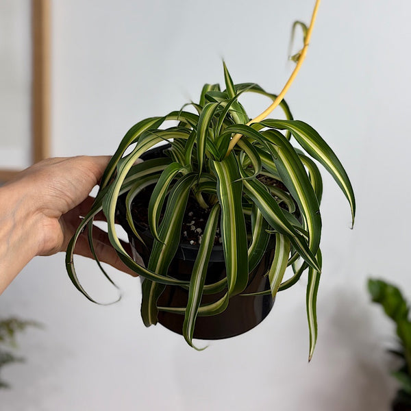 Chlorophytum Curly Spider Plant 155mm