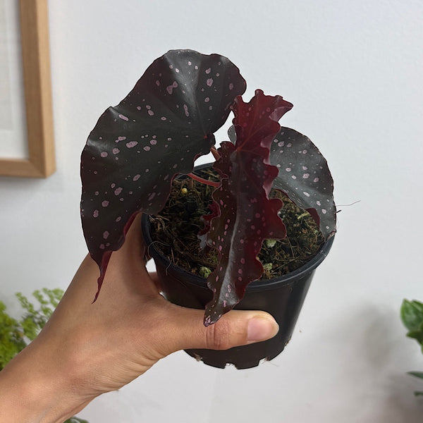 Begonia Cracklin' Rosie 100mm
