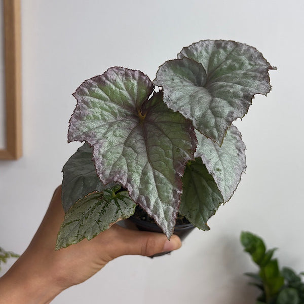 Begonia Aurora 100mm