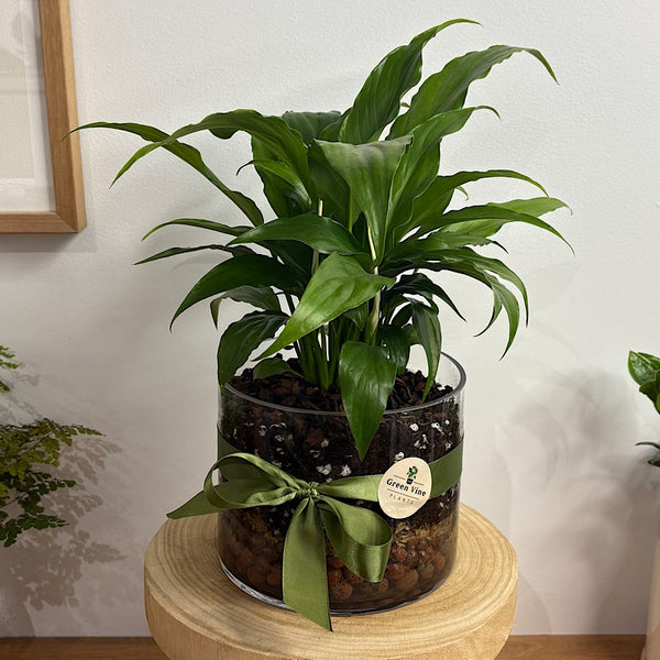 Peace Lily in Medium Squat Glass Cylinder