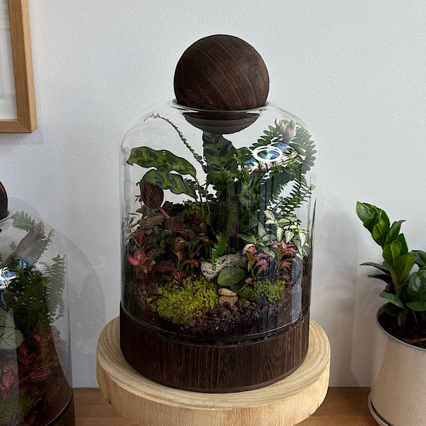 Large Helga Terrarium with Lush Forrest with Timber Base and Ball #0709