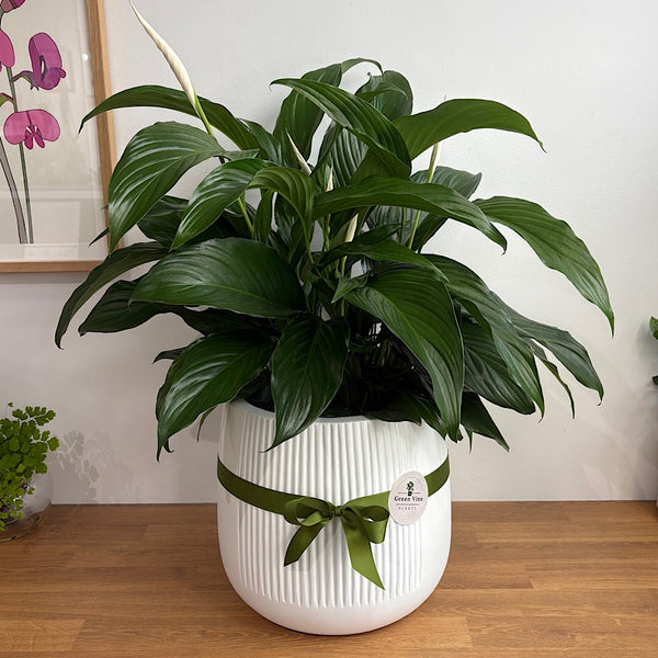 Deluxe X-Large Flowering Peace Lily in Dune Pot White