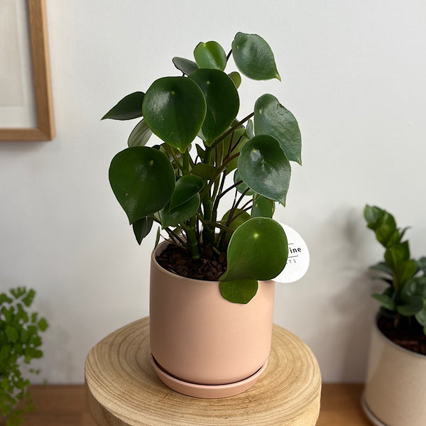 Peperomia Raindrop in Small Oslo Peach