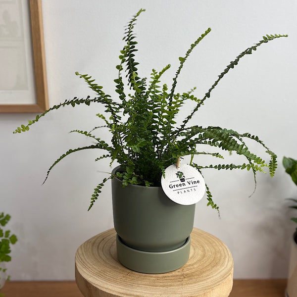 Lemon Button Fern in Small Stockholm Pot Eucalyptus