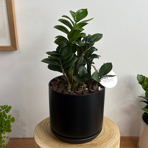 Zanzibar Gem Zenzi in Medium Oslo Pot Jet Black