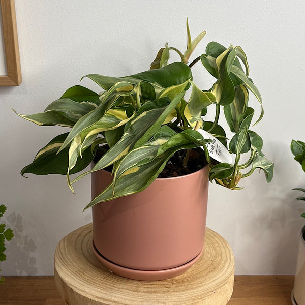 Philodendron Rio in Medium Oslo Pot Dusty Rose