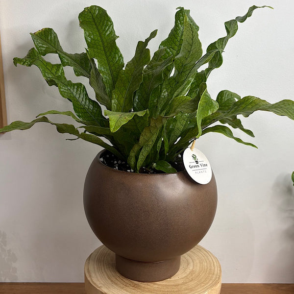 Crocodile Fern in Large Orbit Pot Coffee