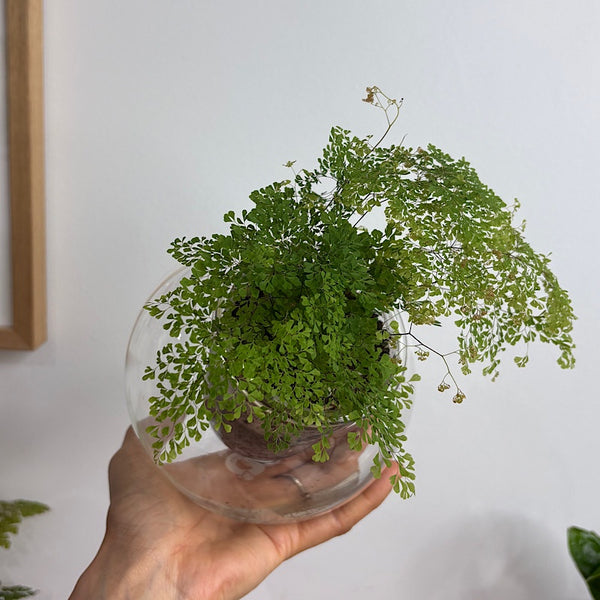 Maidenhair Charlotte Fern in Tilted Self Watering Glass Po