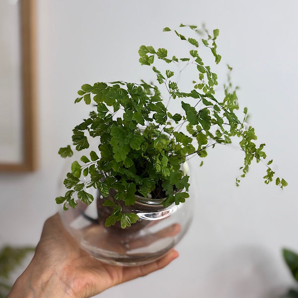Variegated Maidenhair Fern in Tilted Self Watering Glass Pot