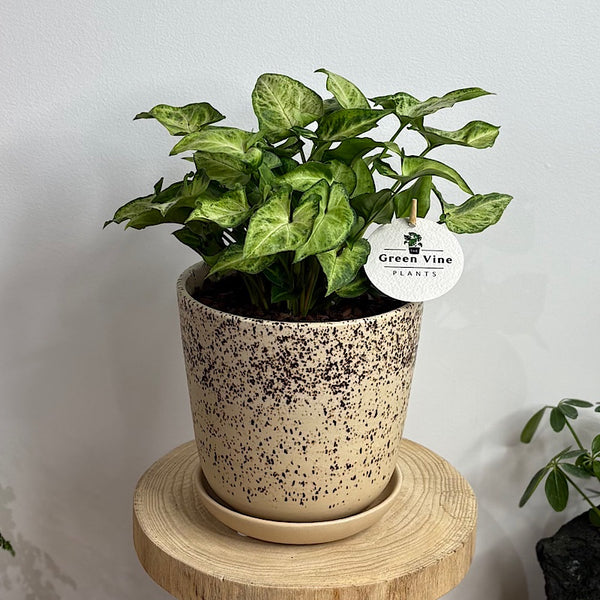Syngonium White Butterfly in Medium Gerti Pot Cookies & Cream
