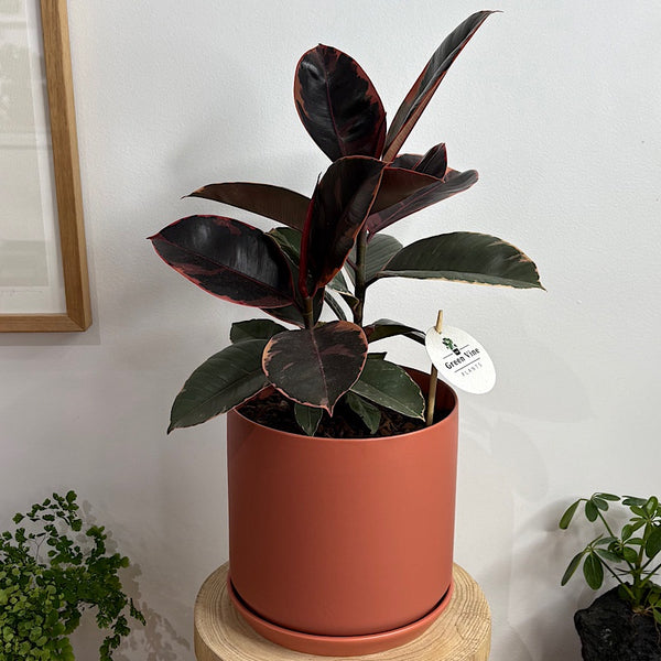 Ficus Elastica Ruby in Large Oslo Pot Sienna
