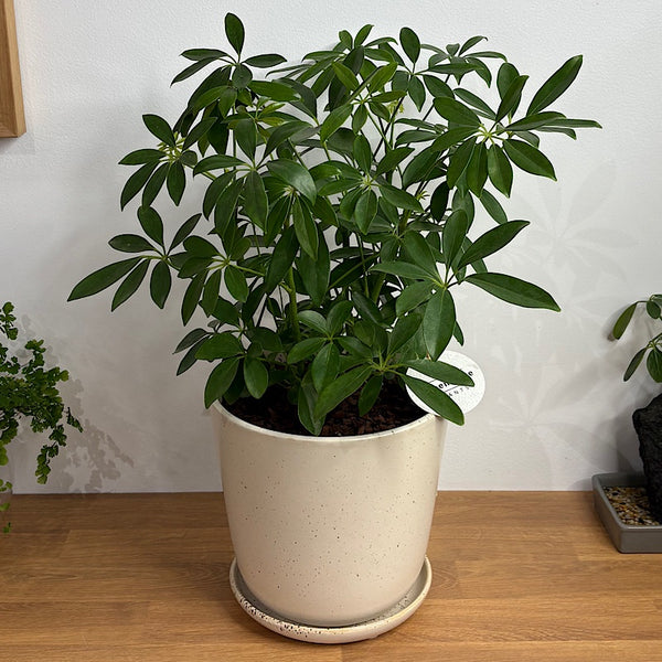 Dwarf Umbrella Tree in Large Gerti Speckle Pot