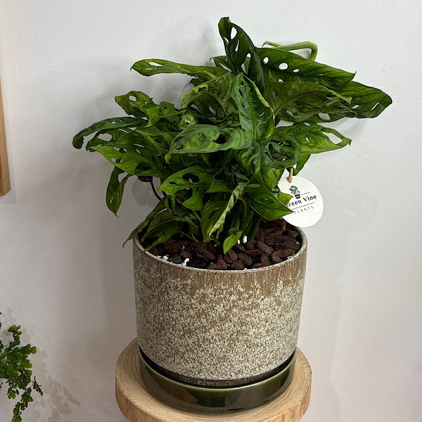 Monstera Monkey Mask in Large Pollock Pot Limestone