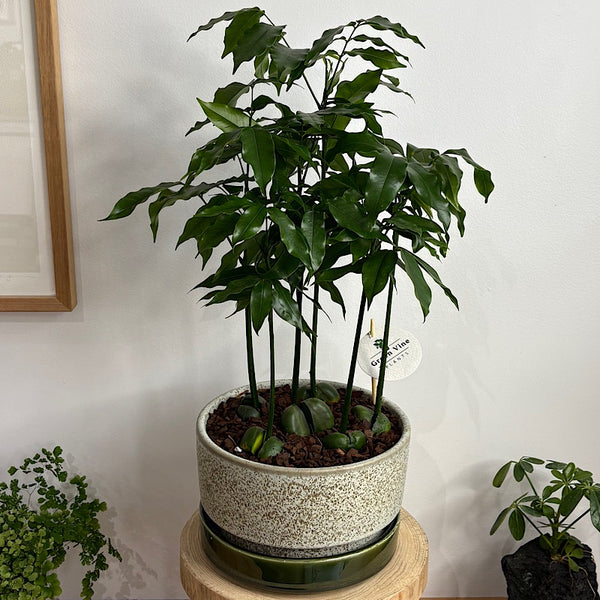 Magic Bean Forest in Large Wide Pollock Pot Limestone