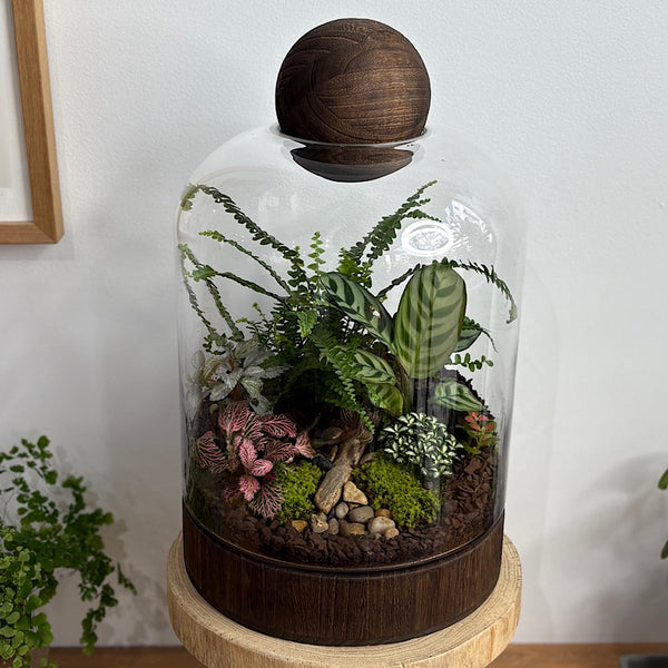 X-Large Helga Terrarium with Lush Forrest with Timber Base and Ball #2509