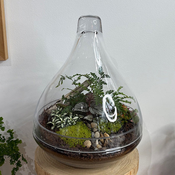 Large Luka Teardrop Dome Lush Terrarium #2509