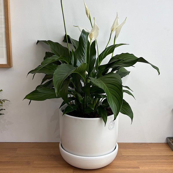 Peace Lily in X-Large Hana Egg Pot White