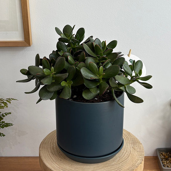 Crassula Ovata Succulent in Medium Oslo Pot Navy
