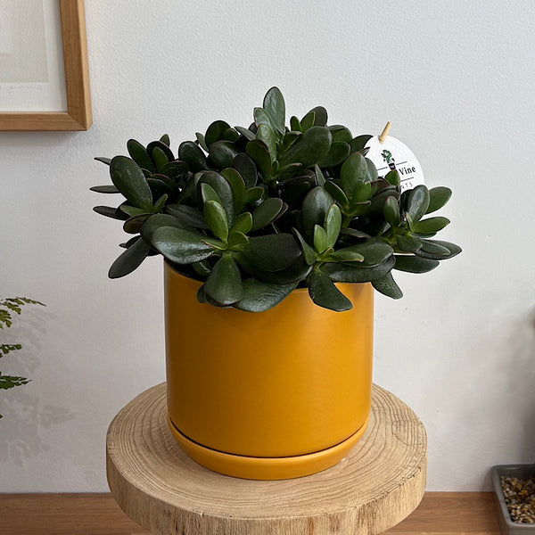 Crassula Ovata Succulent in Medium Oslo Pot Tobacco