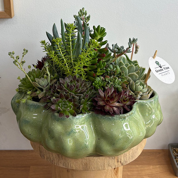 Large Succulent Arrangement in Eudora Glazed Bowl Pine