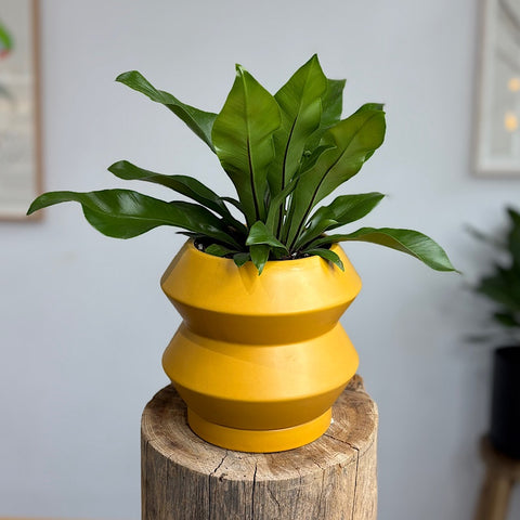 Bird's Nest Fern in Small Hanover Pot Tobacco