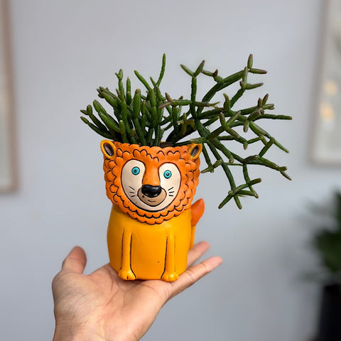 Rhipsalis in Baby Baby Lion Planter