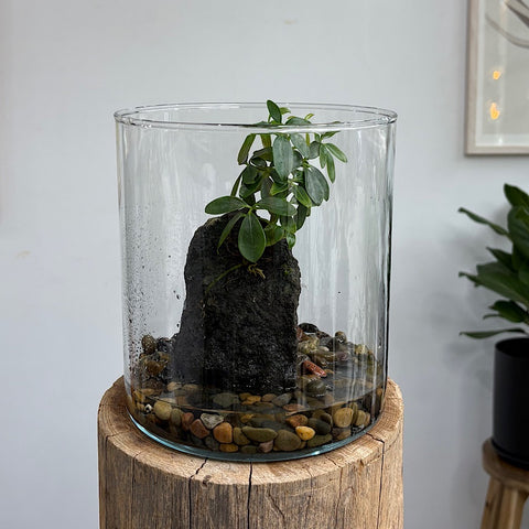 Schefflera Life on the Rocks in Glass Cylinder