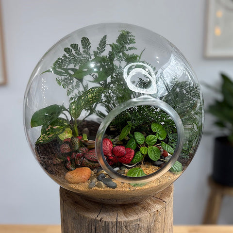 X-Large Open Orb Lush Terrarium