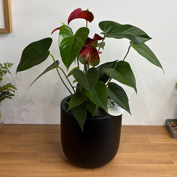 Anthurium Flamingo Flower Red in Winter Egg Pot Black