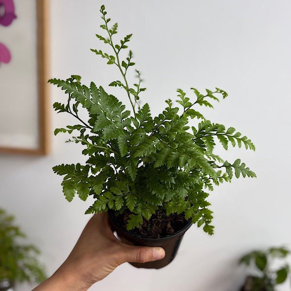 Rumohra Adiantiformis Leather Fern 120mm
