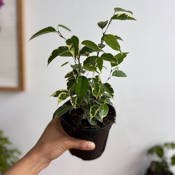 Ficus Benjamina Starlight 120mm