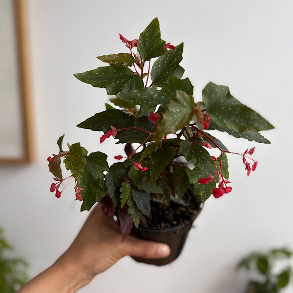 Begonia Medora 120mm