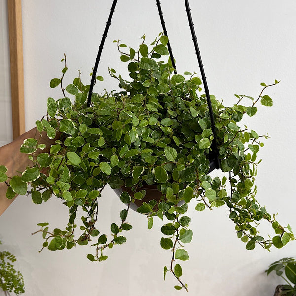 Ficus Pumila Ice Caps 200mm Hanging