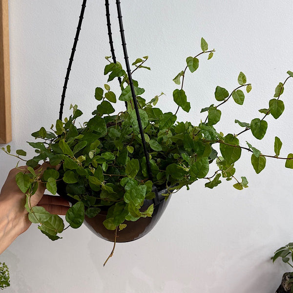 Ficus Pumila Creeping Fig 200mm Hanging