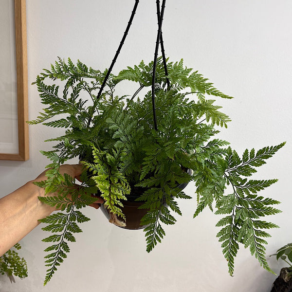 Davallia Feejensis Rabbits Foot Fern 200mm Hanging
