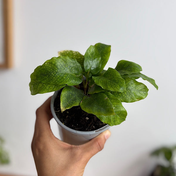 Calathea Musaica 105mm