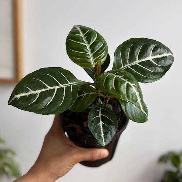 Aphelandra Squarrosa Zebra Plant 120mm