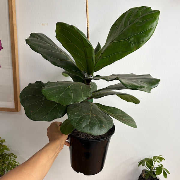 Ficus Lyrata Fiddle Leaf Fig 180mm