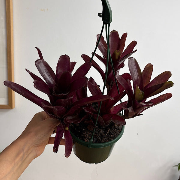 Neoregelia Fireball Bromeliad Hanging 140mm