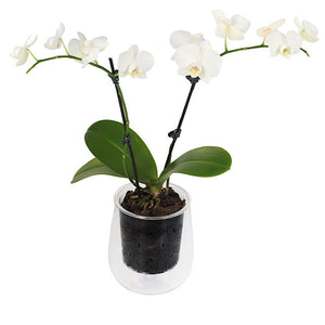 Orchid Vent Glass Tall Pot