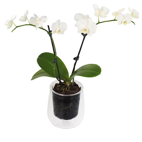 Orchid Vent Glass Tall Pot