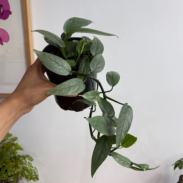 Epipremnum Cebu Blue 130mm