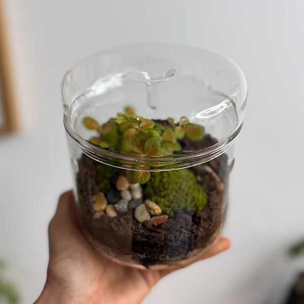 Astrid Small Drip Terrarium with Fittonias & Moss