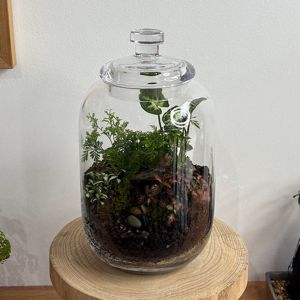 Large Frida Lush Terrarium