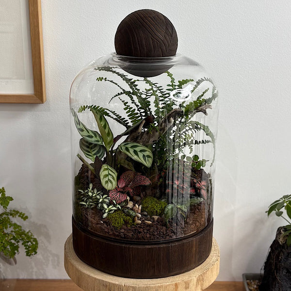 X-Large Helga Terrarium with Lush Forrest with Timber Base and Ball #1510