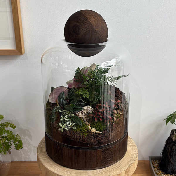 Large Helga Terrarium with Lush Forrest with Timber Base and Ball #1510